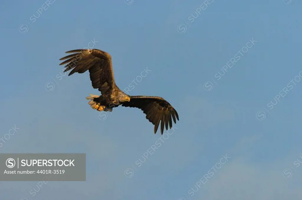 Sea eagle flying