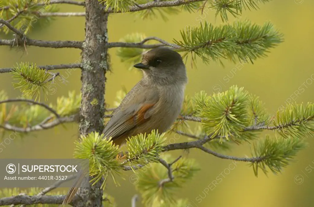 Siberian jay in Old growth forest