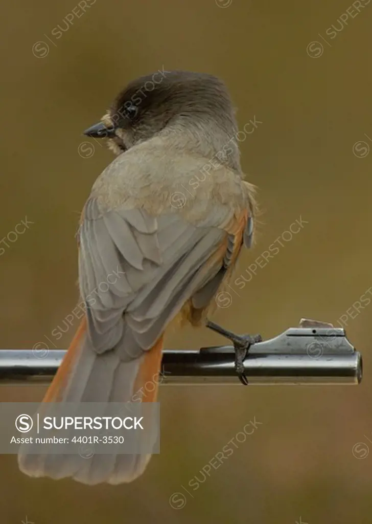 Siberian jay in Old growth forest, on a rifle
