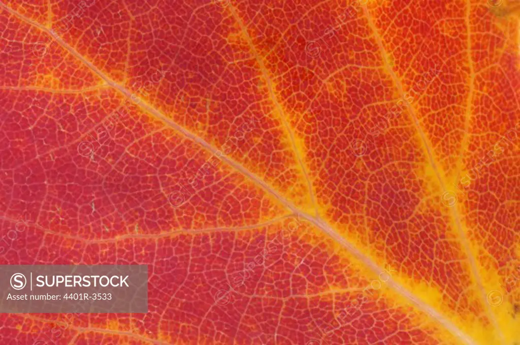 Maple leaf in October, close-up.