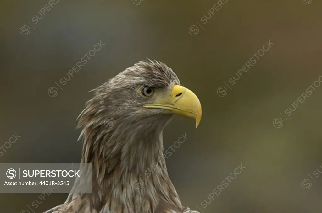 Sea eagle portrait