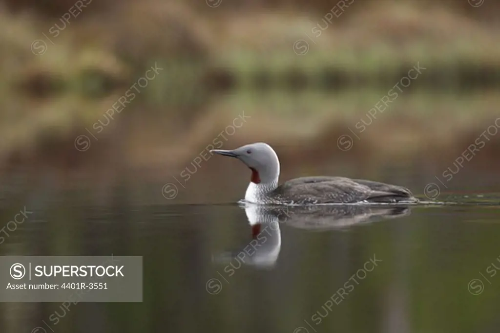 Red-throated Diver taking off