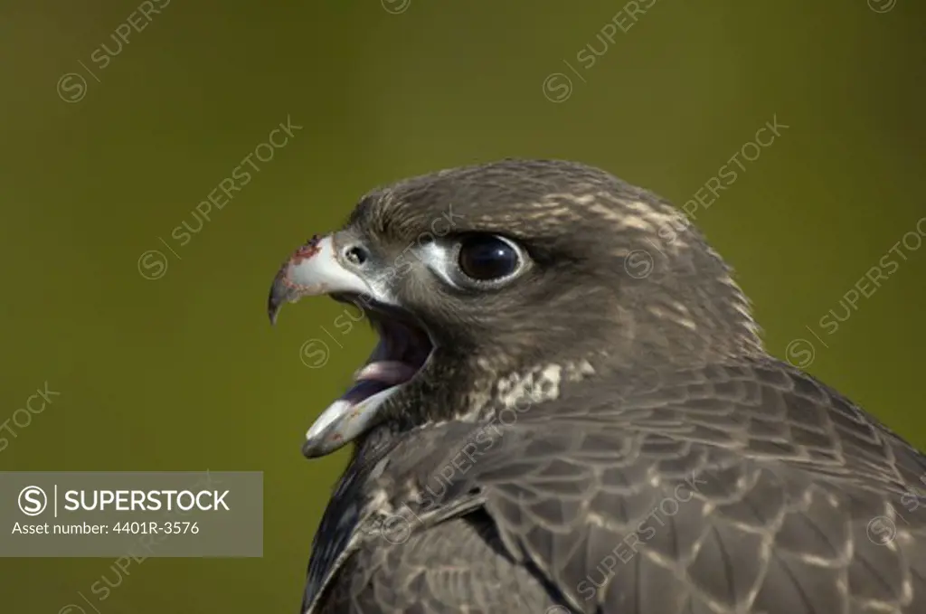 Gyr falcon fledgling
