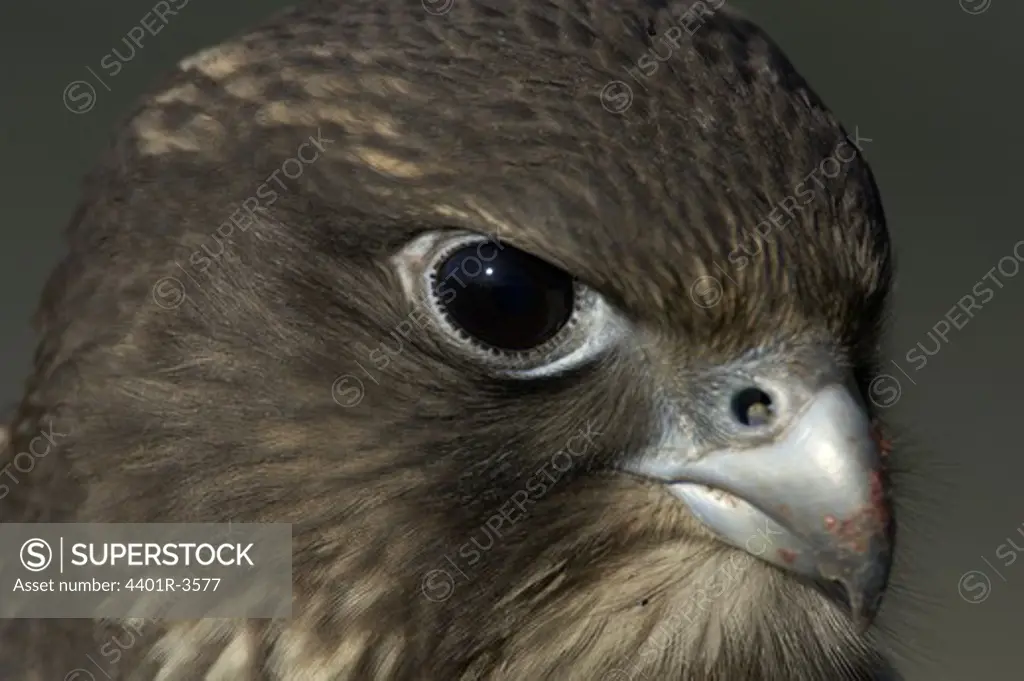 Gyr falcon fledgling