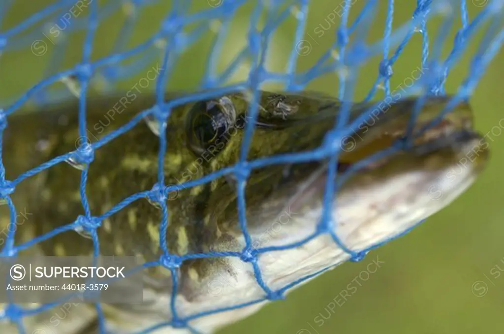 Pike caght in net sieve.