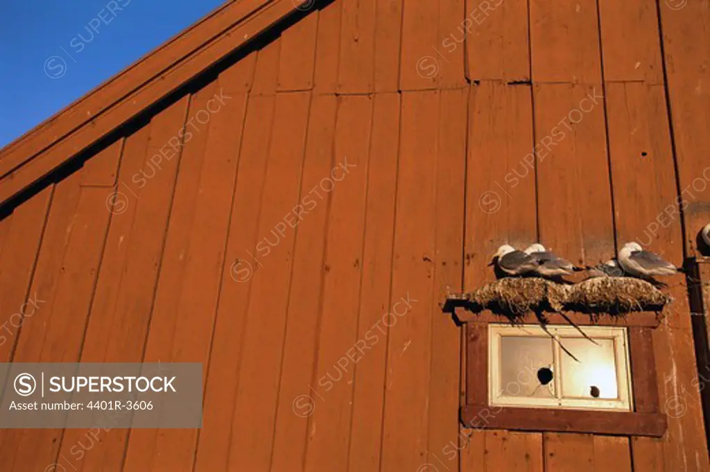 Kittiwakes nesting on a wall, Norway.