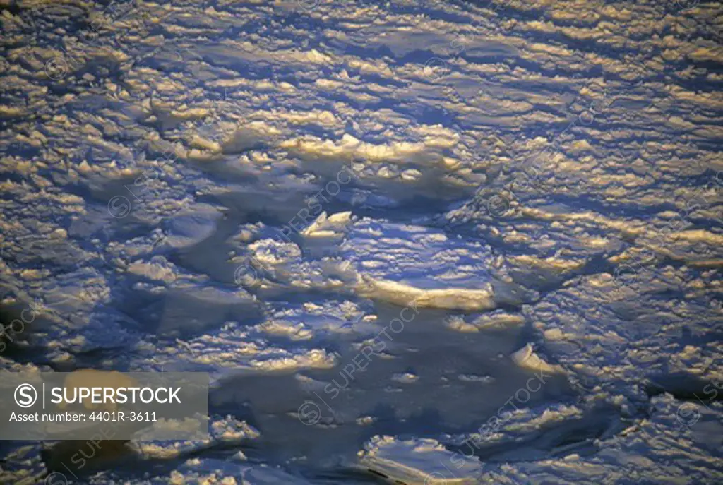 Polar bear on the pack ice, Canada.