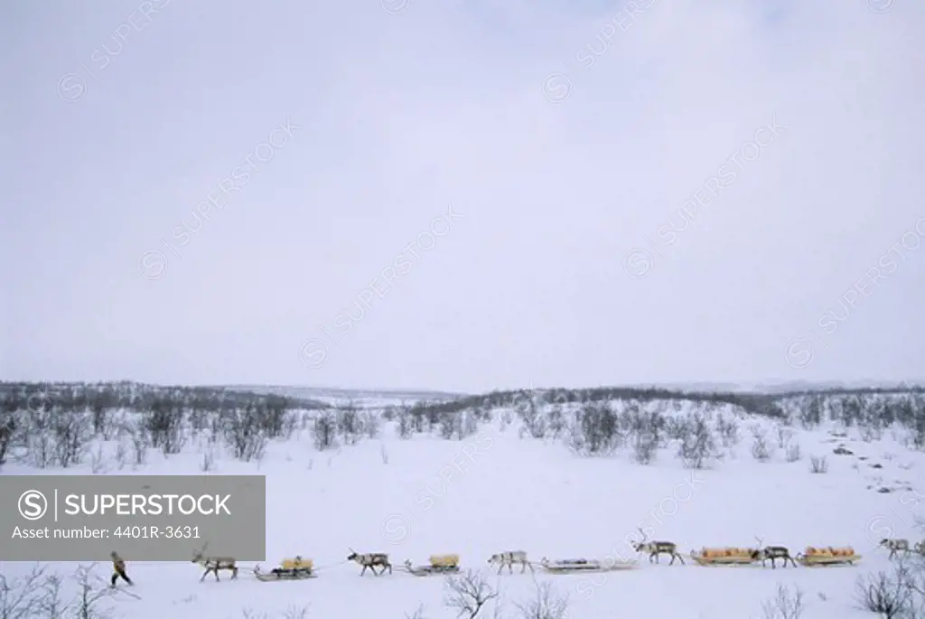 Reindeer caravan, in snow, Noeway.