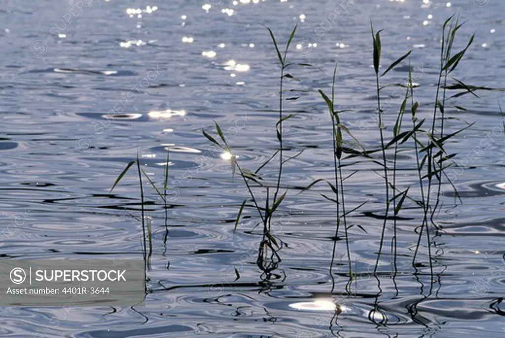 Summer lake scene, Common reed, Finland.