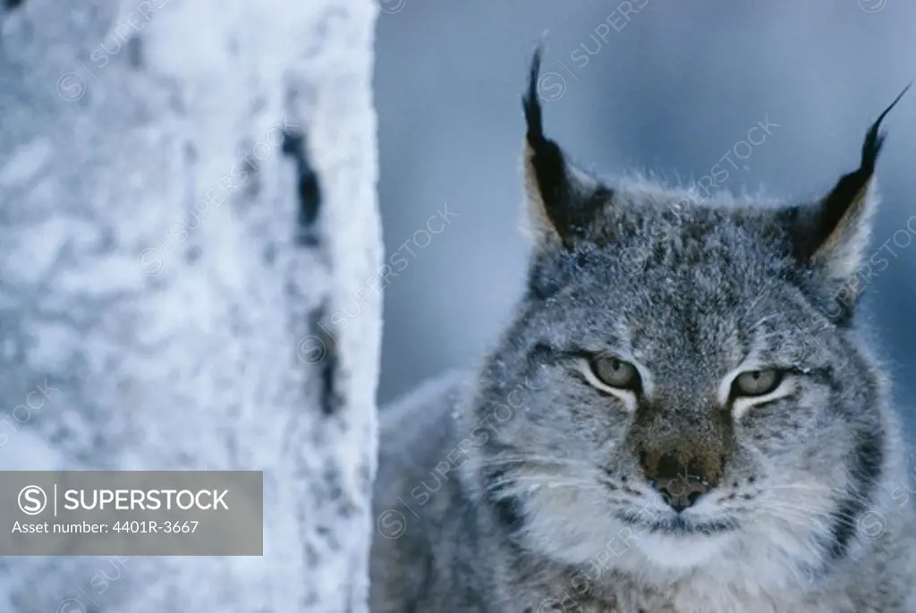 Lynx portrait besides tree trunk, minus 40 C, captive