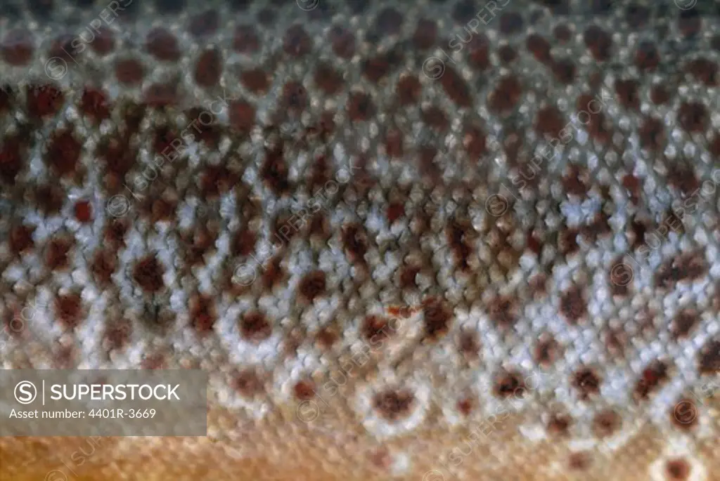 Scales and skin of a trout