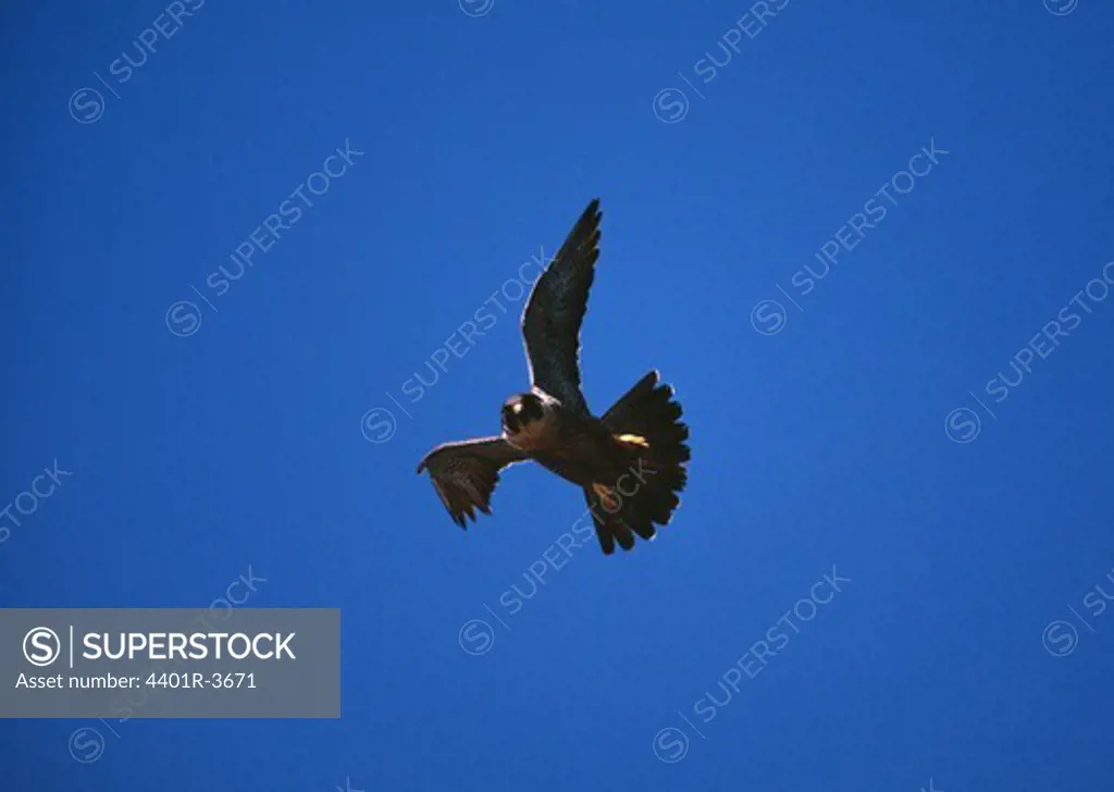 Peregrine falcon flying