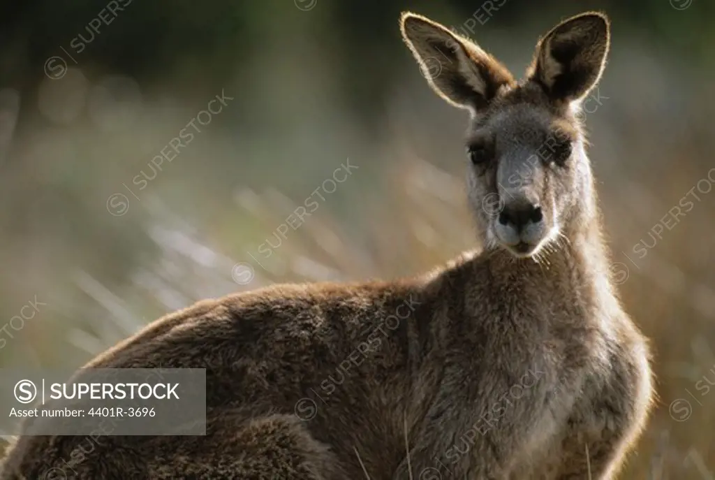Kangaroo portrait, Australia.