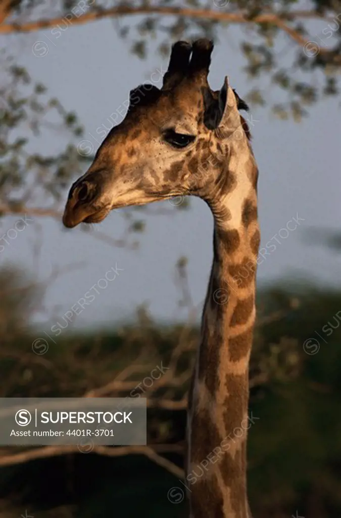 Maasai Giraffe portrait in evening light