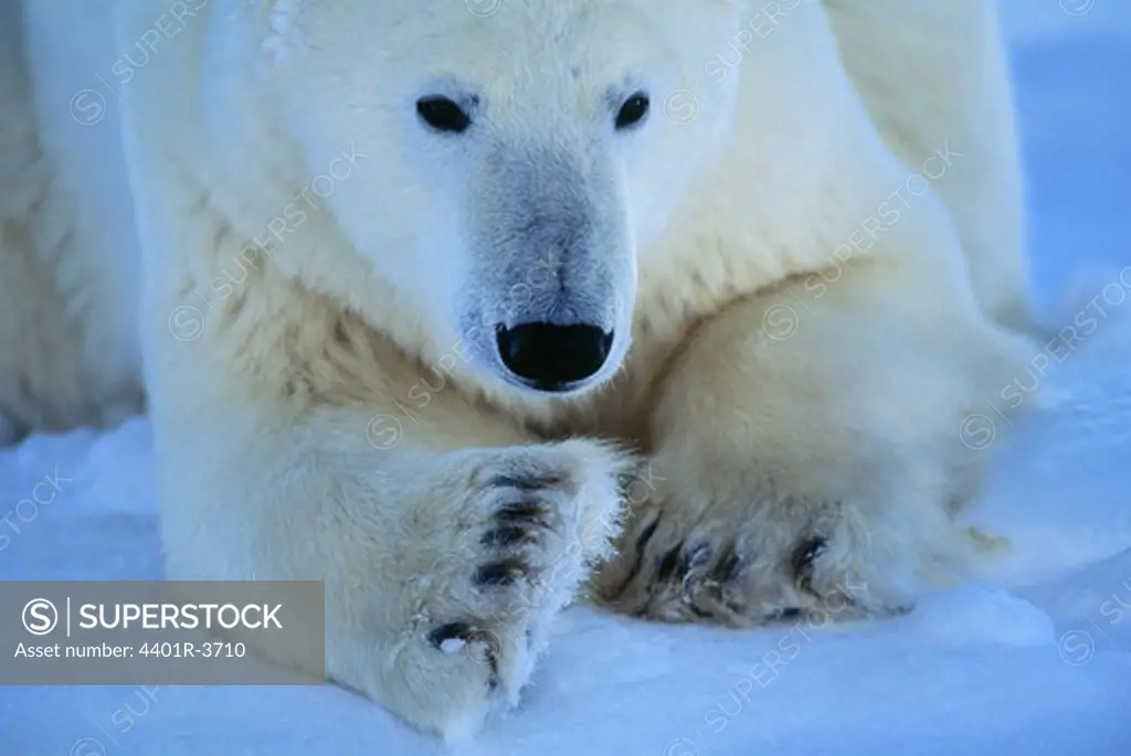 Polar bear on blue ice