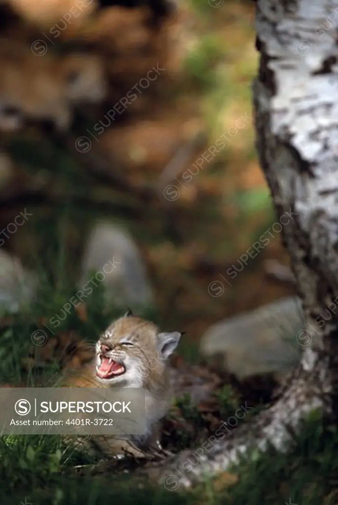 Hissing lynx kitten showing its teeth, captive