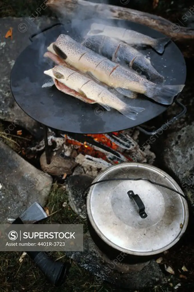 Outdoor cooking, frying trout on a Muurikka pan over open fire