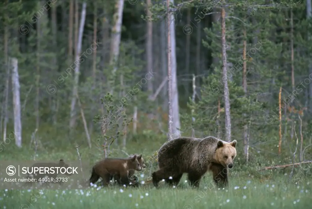 Brown bear family, mother with three yearling cubs