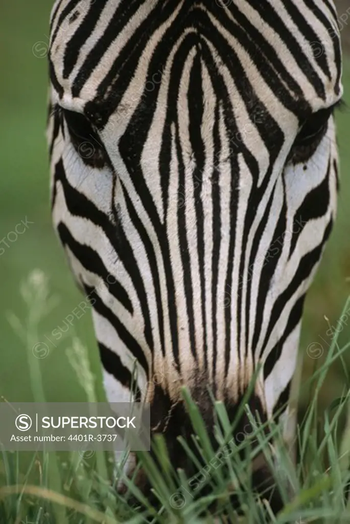 Zebra face