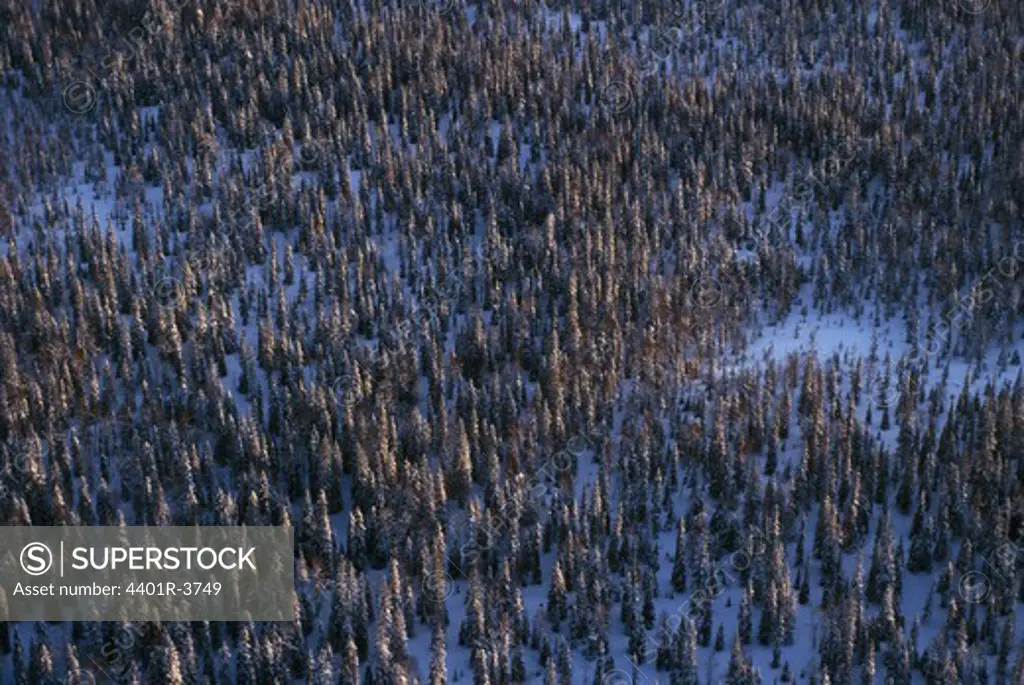 Taiga forest in winter, aerial