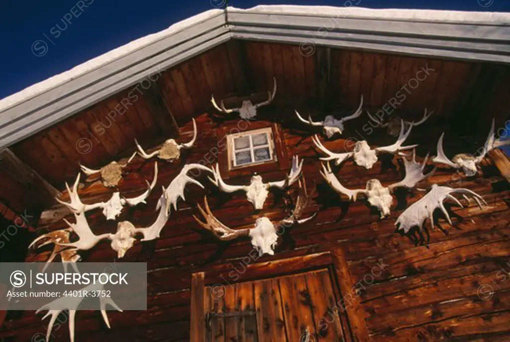 A hunters collection of antlers, horns, from European Moose on an outhouse wall