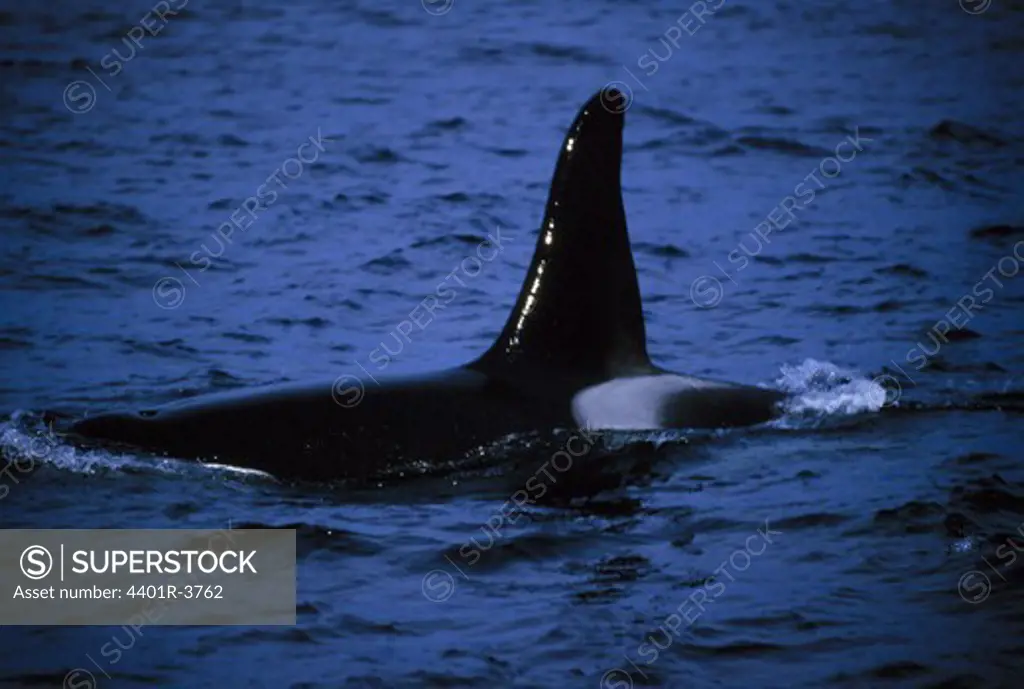 Orca, Killer Whale male showing his dorsal fin