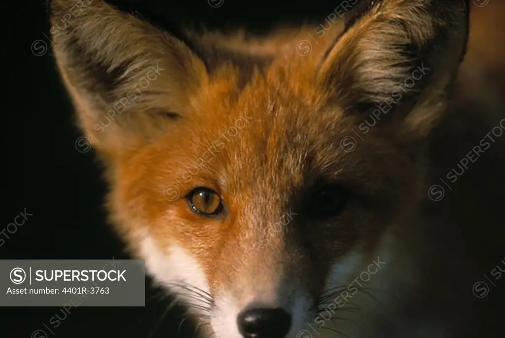 European red fox portrait, captive