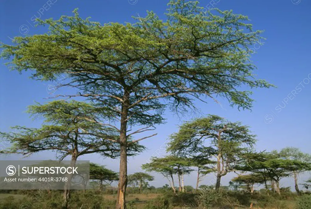Acacia woodland savannah, Sahel vegetation