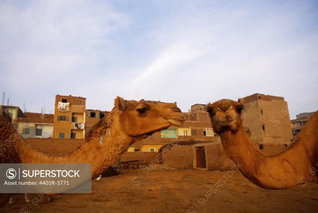 Domestic camels, dromedary, on the Cairo camel market.