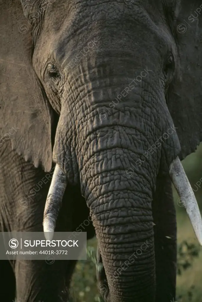 Large bull African Elephant