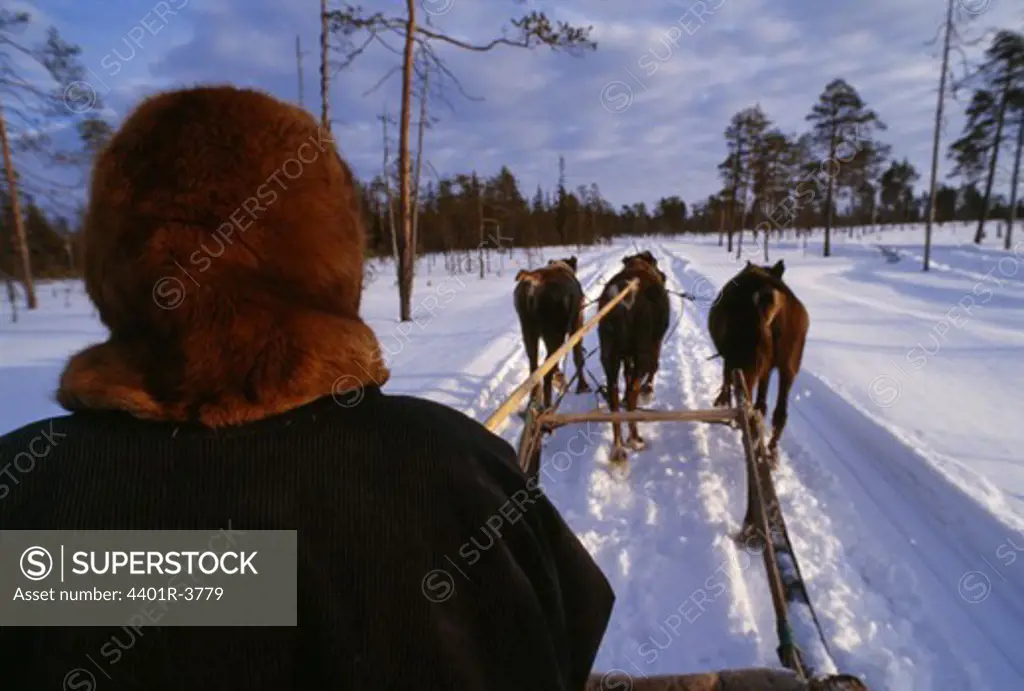 Nenets reindeer herdsman driving his reindeer troika sled team through the taiga forest in winter