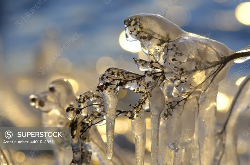 Ice on a branch, Sweden.
