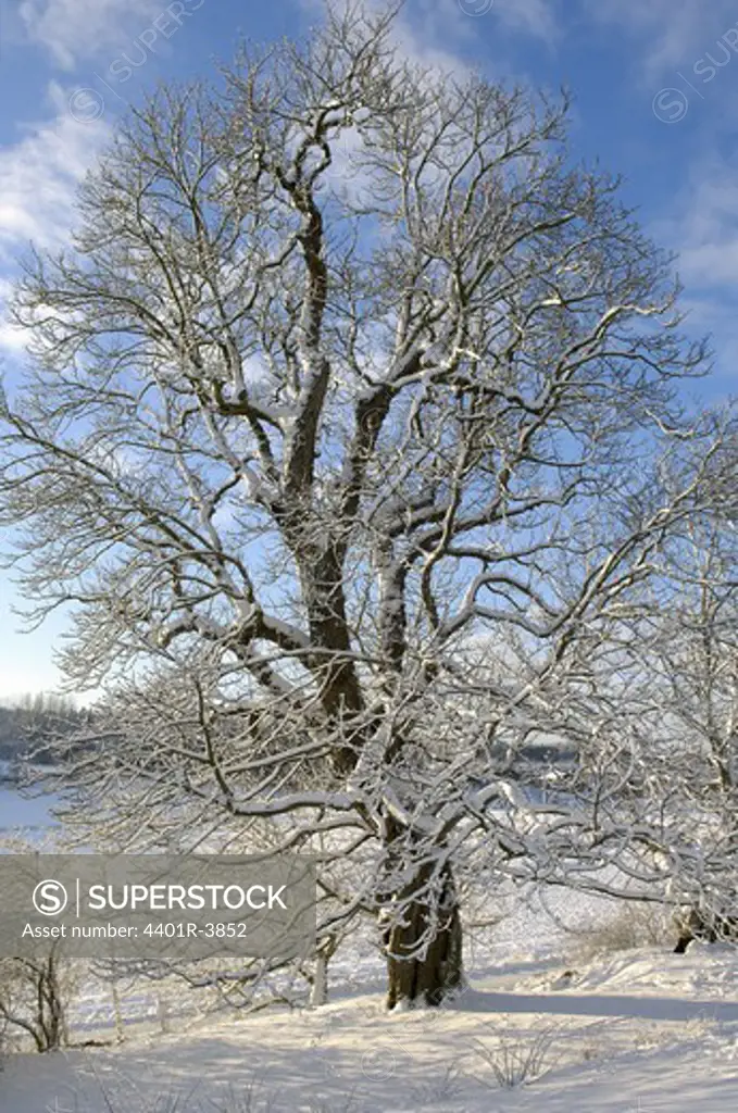 A chestnut, Sweden.