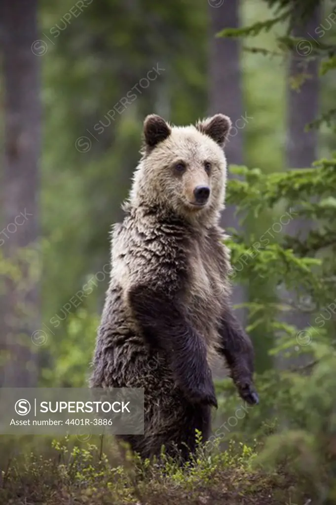 A brown bear in the forest, Finland.