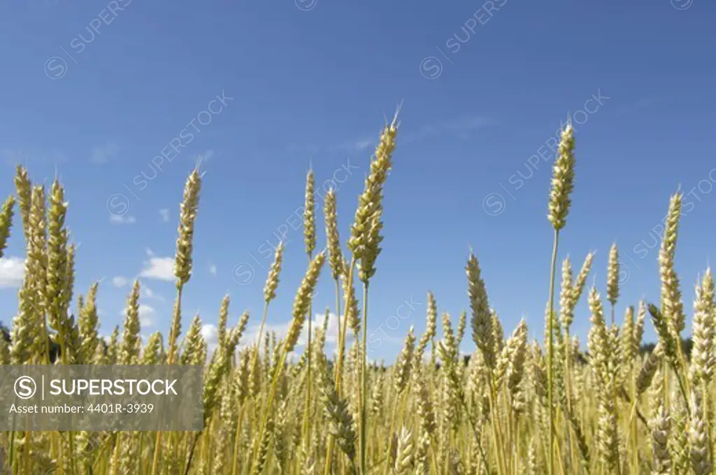 Ecological wheat, Sweden.