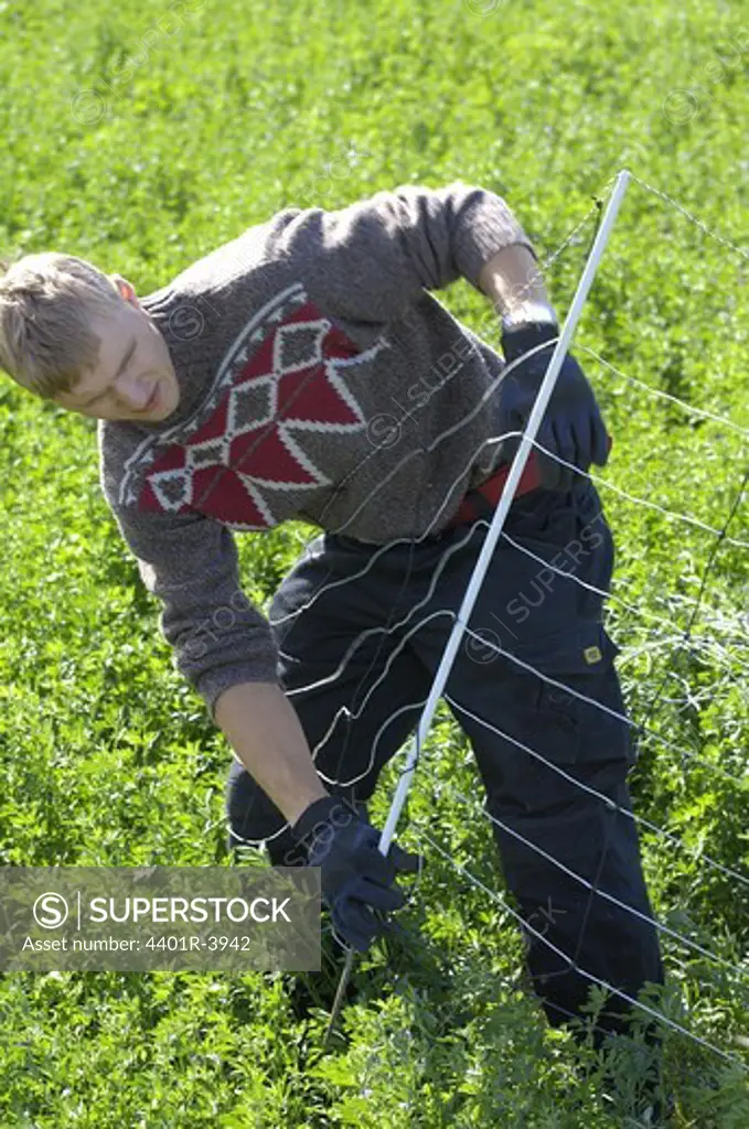 A person working with  a fence for sheep, Sweden.