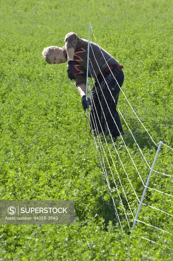 A person working with  a fence for sheep, Sweden.