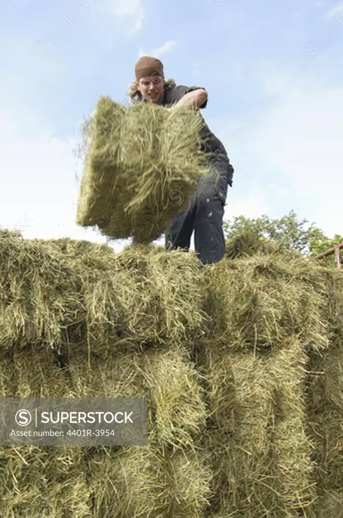 A farmer with wheat straw, Sweden.