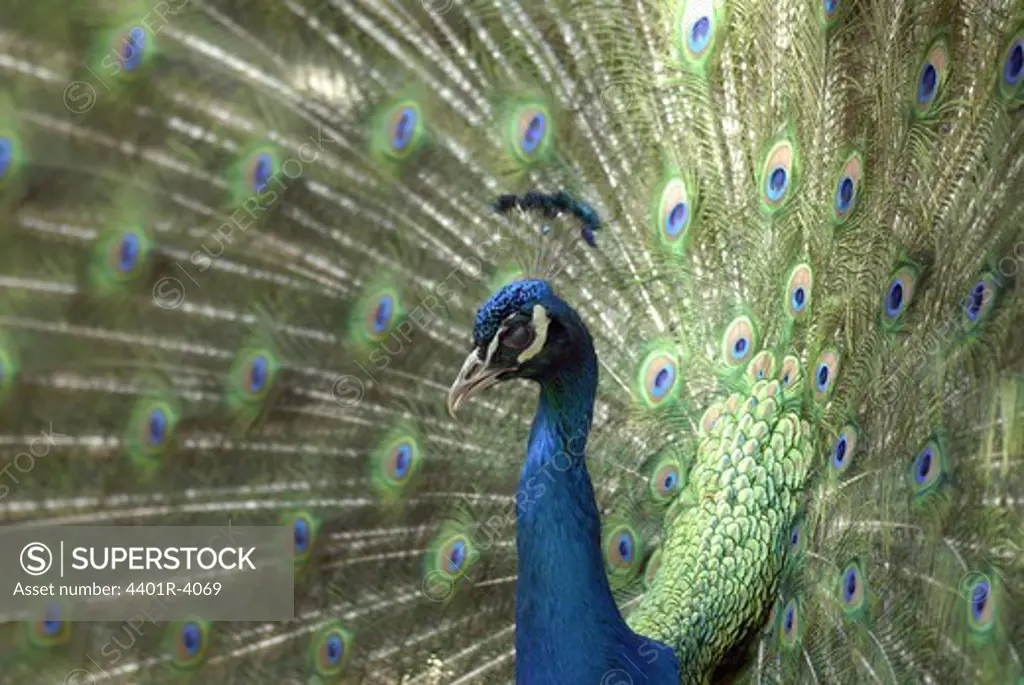 A peacock, sweden.