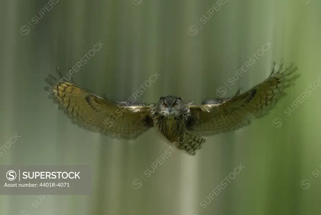 An eagle owl.