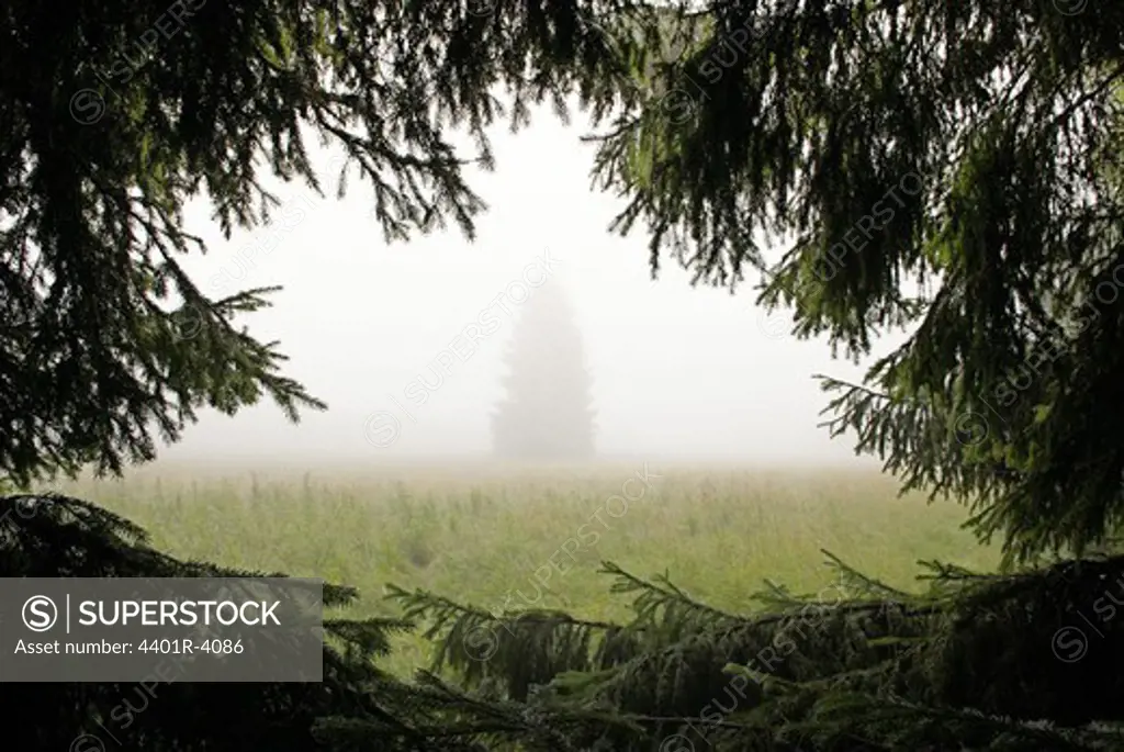 Spruce in the morning fog, Sweden.