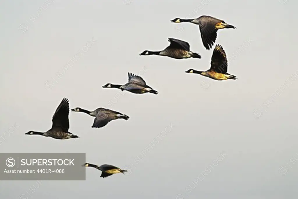 Flying Canada geese, Sweden.