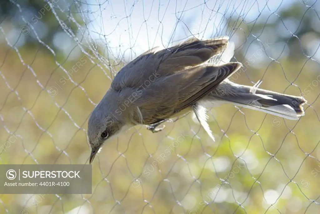 A whitethroat in a bird net, Sweden.