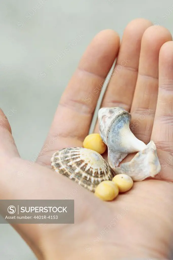 A hand holding shells, Lofoten, Norway.