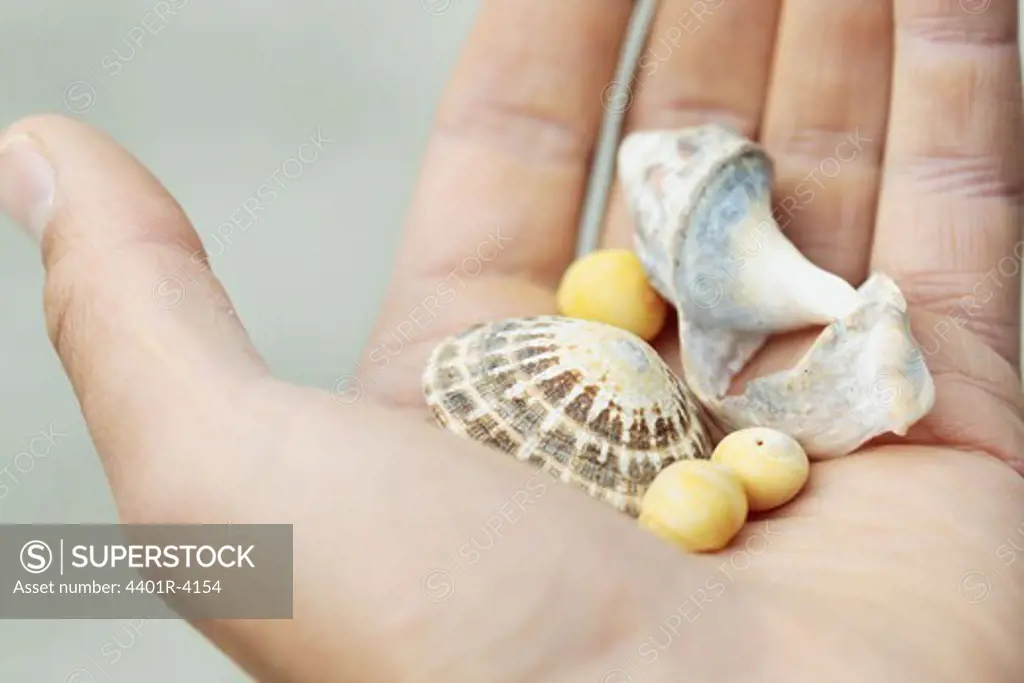 A hand holding shells, Lofoten, Norway.