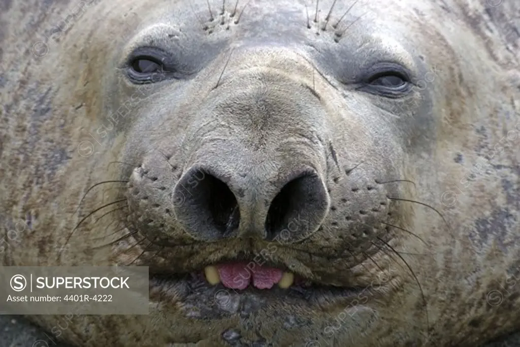 Elephant seal, close-up, Australia.
