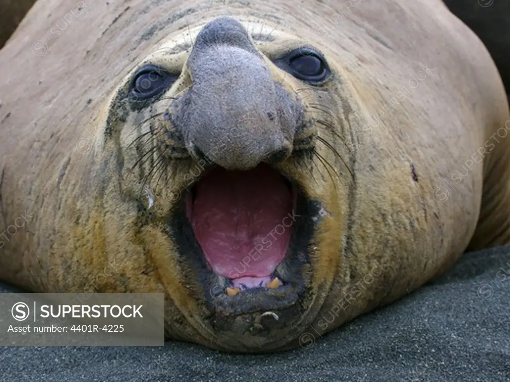 Elephant seal with open mouth, Australia.