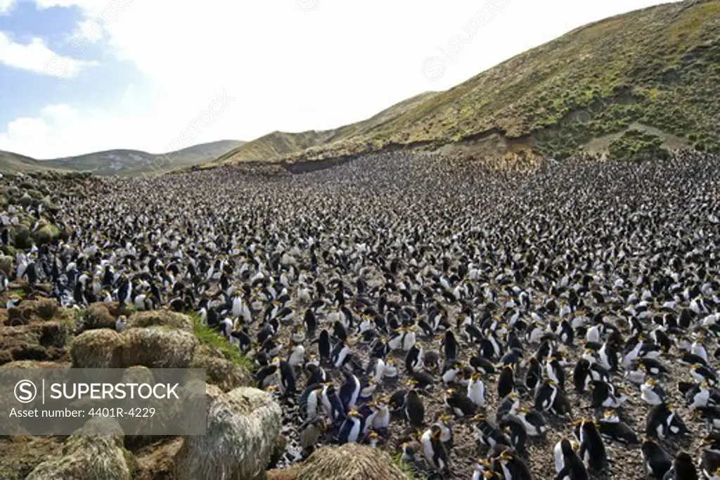 Royal penguins, Australia.