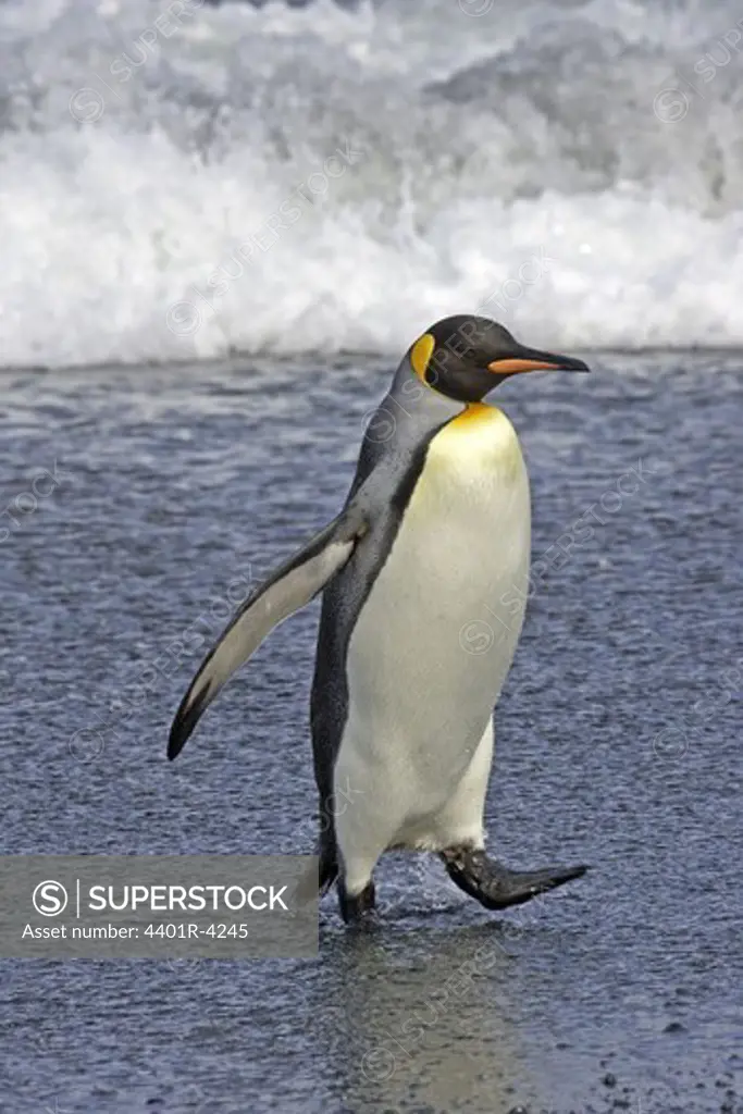 A walking King penguin, Australia.