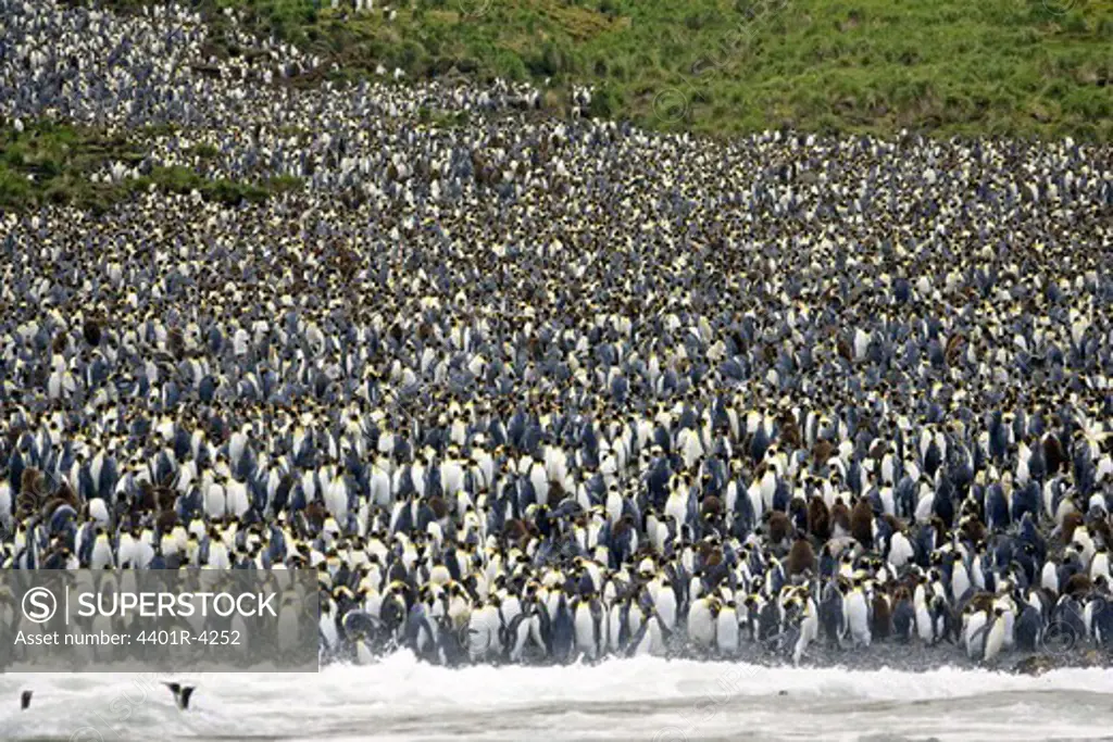 King penguins, Macquarie Islands, Australia.